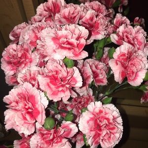 Meet your Posher, Alejandra